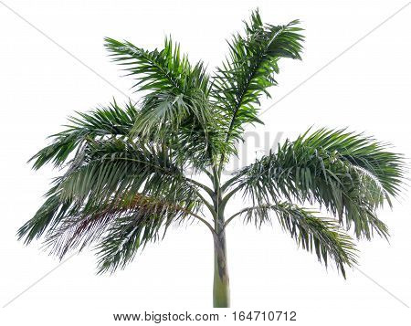 Coconut palm tree isolated on white background