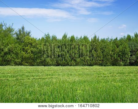 Green grass and trees and blue sky