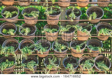 Plantation of tree in small pots hanging on old shelf during sunny day