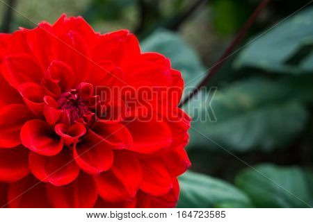 Autumn Blossom Macro of a red dahlia - cultivar Diva