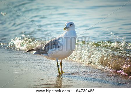 seagull near the coast. Seagull on the beach