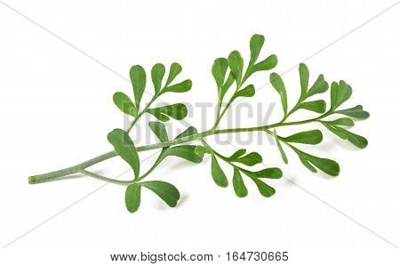 Common Rue Isolated