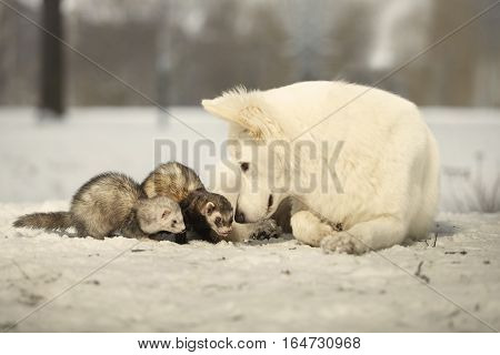 Ferret couple posing and enjoying winter time in park with white shepperd