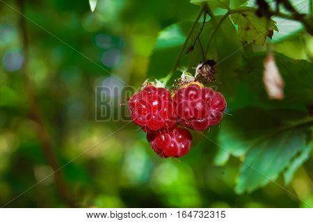 Wild raspberry in a forest. Healthy food concept.