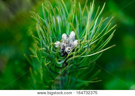 green pine branch in spring, close up