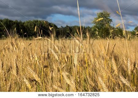 Wheat field on July before harvesting. Agriculture industry concept