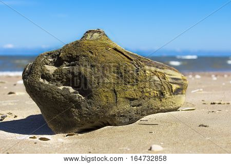 Washed Driftwood on the sandy beach at Baltic Sea