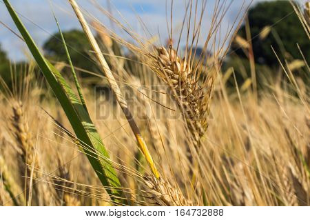 Wheat field on July before harvesting. Agriculture industry concept