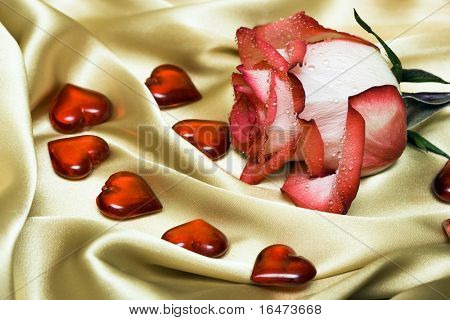 red rose on satin with hearts