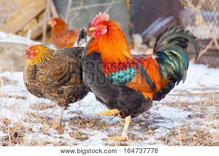 adult beautiful rooster with colored feathers, walking on the ground in a henhouse