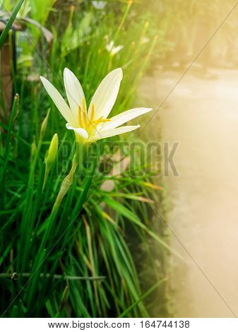 Rain Lily (Zephyranthes candida) has other common names includes autumn zephyrlily white windflower and Peruvian swamp lily widely cultivated as ornamental naturalized in many places