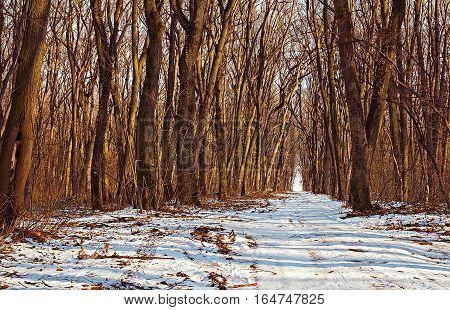 Small country road in winter forest with sunshine on trees