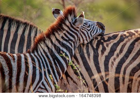 Two Bonding Zebras.