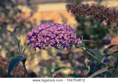 Buddleja Davidii Butterfly Bush In Bloom