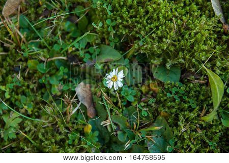 Single Daisy surounded by grass and moss, leaves, very green