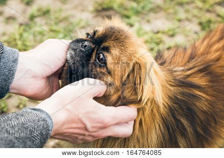 Man's hands holding a cute pekingese dog's muzzle