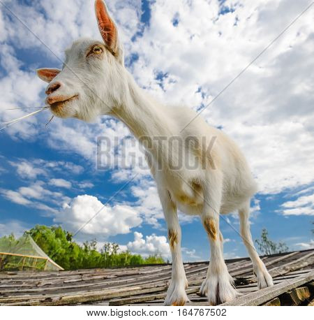 Funny goat standing on barn roof on country
 farm. Cute and funny white young goat on a background of blue sky. Goat farm