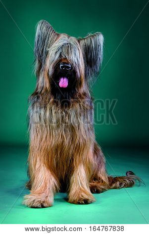 Briard sheepdog poses in front of the camera