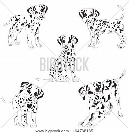 Dalmatians, cute puppy, sad. Vector Illustration Portrait of Dalmatian Puppy. Dog isolated