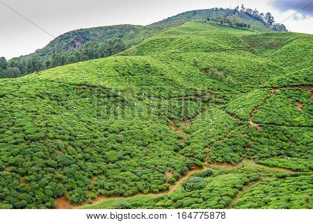 Highland tea plantation. Women picking tea leaves. Nuwara Eliya Sri Lanka.