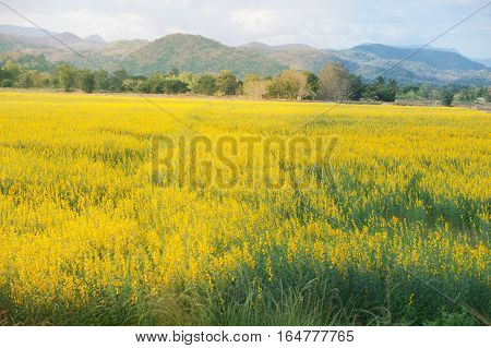 Sunn hemp or Indian hemp in a field.
