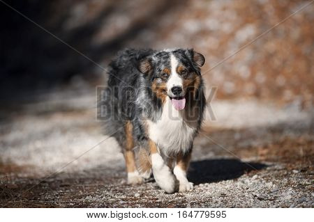Portrait of beautiful fluffy blue merle australian shepherd on sunny autumn dog-walk. He is happy dog walking in his style, showing his tongue