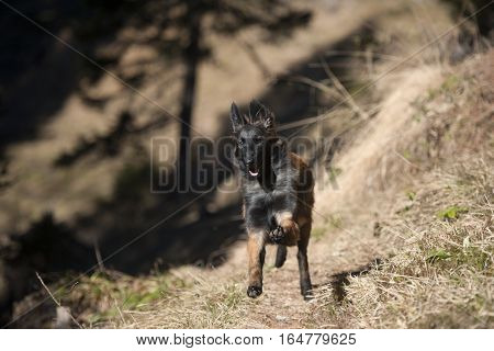 Jumping Belgian Shepherd puppy. He is happy and running through the forest