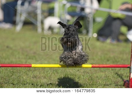 Photography of Scottish Terrier dog on agility course.