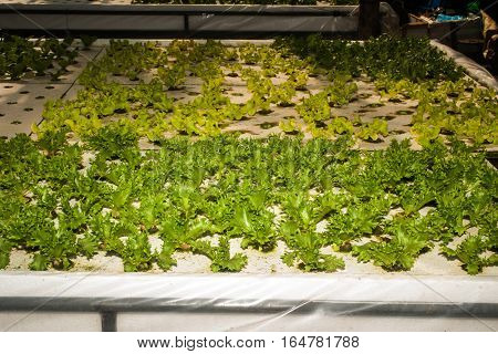 Hydroponics is a subset of hydroculture, the method of growing plants without soil, using mineral nutrient solutions in a water solvent. Terrestrial plants may be grown with only their roots exposed to the mineral solution.