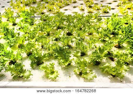 Hydroponics is a subset of hydroculture, the method of growing plants without soil, using mineral nutrient solutions in a water solvent. Terrestrial plants may be grown with only their roots exposed to the mineral solution.