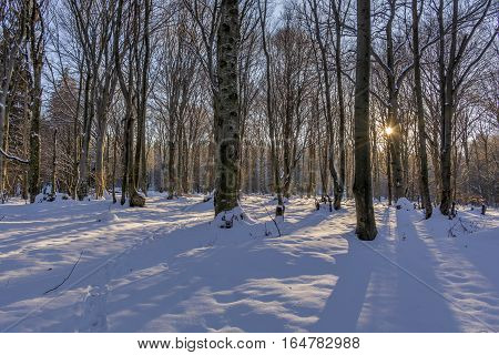 Rays of the sun fall on the branches of tree. Sunset in the winter beech forest.