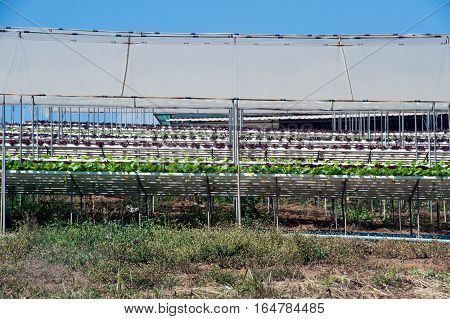 Hydroponics is a subset of hydroculture, the method of growing plants without soil, using mineral nutrient solutions in a water solvent. Terrestrial plants may be grown with only their roots exposed to the mineral solution.