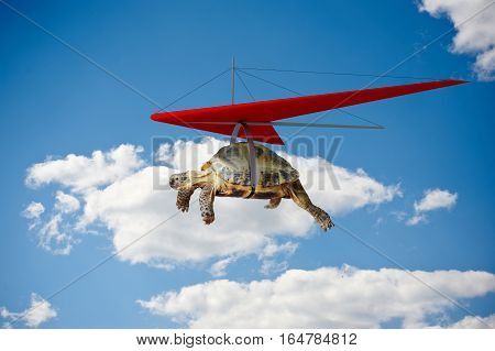 Funny turtle flying on hang-glider in the sky