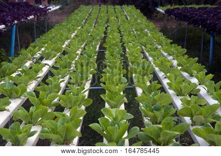 Hydroponics is a subset of hydroculture, the method of growing plants without soil, using mineral nutrient solutions in a water solvent. Terrestrial plants may be grown with only their roots exposed to the mineral solution.