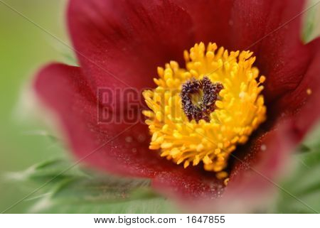 Crocus 2