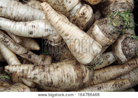Farm fresh earthy parsnips displayed for market