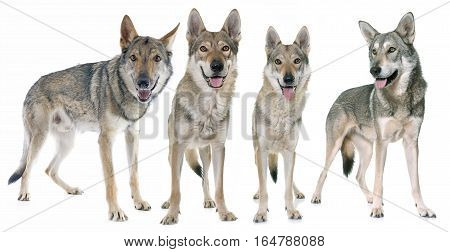czechoslovakian wolf dogs in front of white background