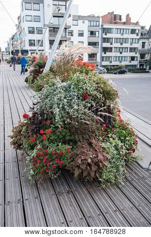 Colorful flower decoration on wooden floorboards in Koksijde Belgium
