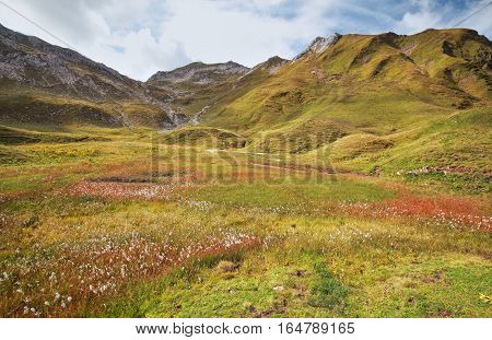 cotton grass on marsh in Alp mountains