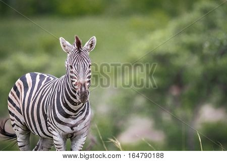 Zebra Starring At The Camera.