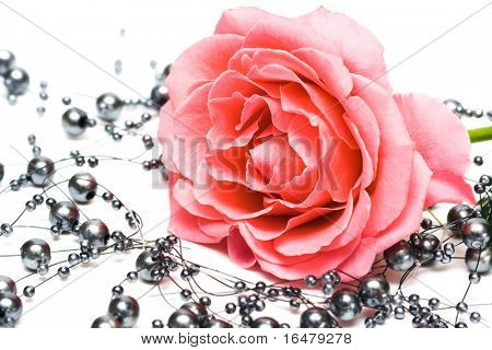 Pink rose med perler på hvid baggrund