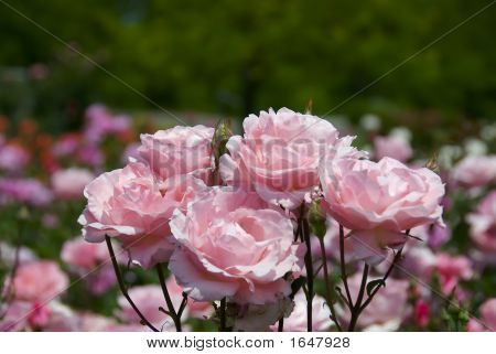 กุหลาบสีชมพู
