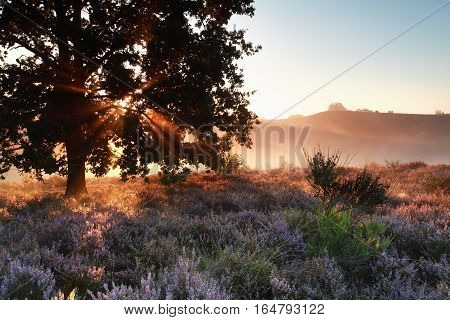 sunbeams through oak tree over heather flowers Netherlands