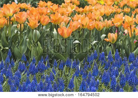 The Flower color Tulips
at Hitachi Park Tochigi Japan