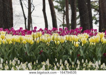 The Flower color Tulips
at Hitachi Park Tochigi Japan