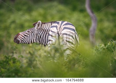 Zebra Rubbing His Neck On A Piece Of Wood.