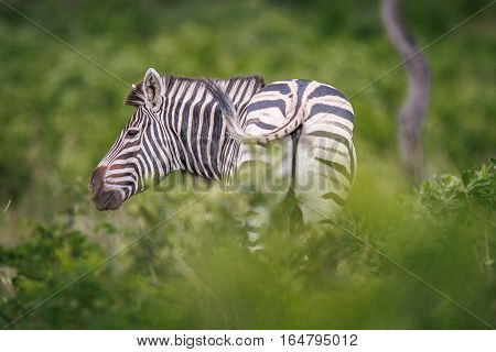 Zebra Rubbing His Neck On A Piece Of Wood.