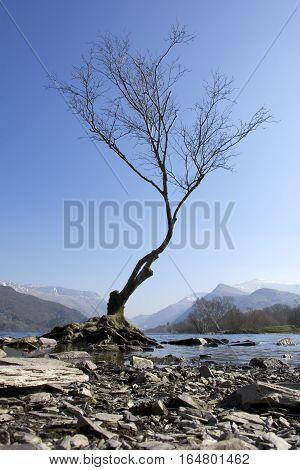 Lone tree on Padarn Lake on sunny day blue sky portrait