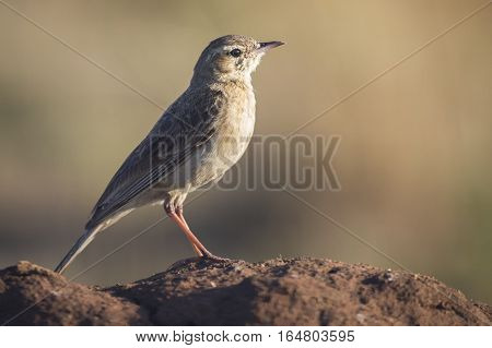 African Pipit sitting on a ground mound in the early morning sun with a blurred backgrounf