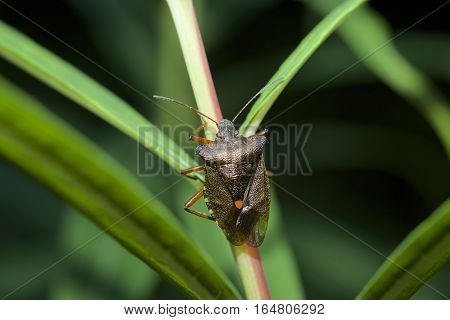Close macro of Red legged Shieldbug, known also as Forest Bug, Pentatoma ruffles on branch with green leaves